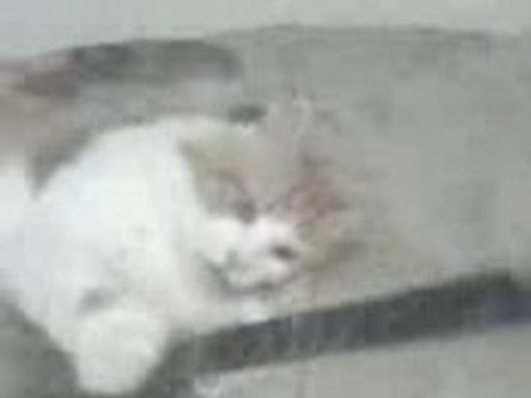 moi entrin de joué avec mon chat