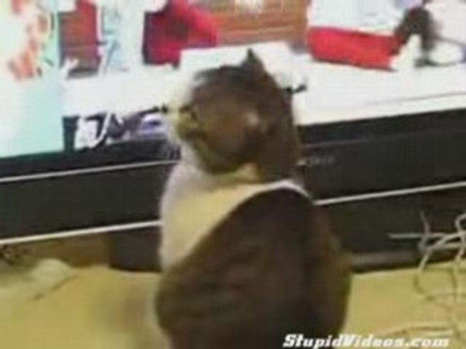 Les effets de la télévision sur les chats.