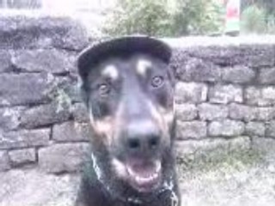 chien de racaille