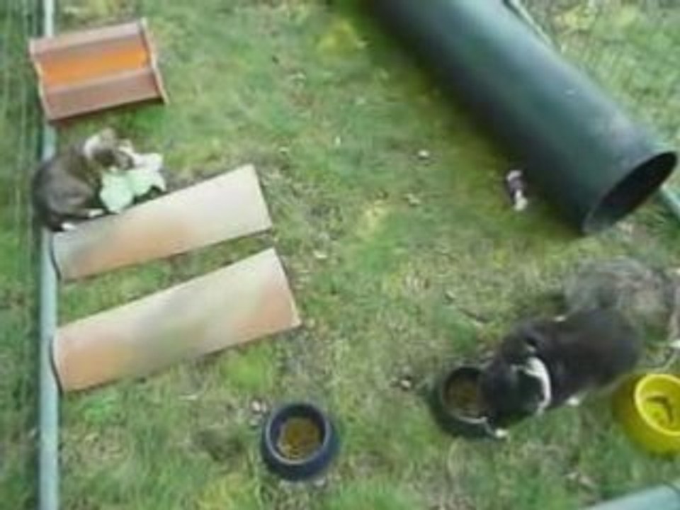 Chiots 5 semaines 2