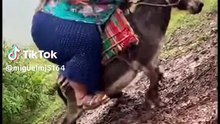 COITADO DO BURRO