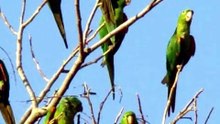 MARITACA: VOCÊ SABE TUDO SOBRE ESSE PERIQUITO VERDE? 🦜💚 #Maritaca #PeriquitoVerde #AvesDoBrasil #Passaros #Curiosidades