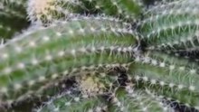 Xương rồng đậu phộng-Peanut Cactus