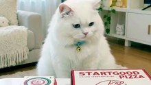 This Cat Wants More Pizza ❤️ #Cat #CuteCat #FunnyCat