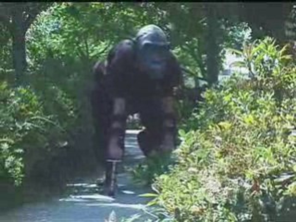 Gorilla Muscle Suit Test