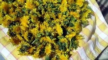 Miodek_syrop z mniszka lekarskiego, idealny na kaszel, do herbatki czy do wypieków