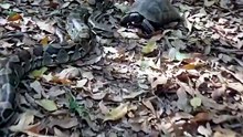 Why you never mess with a turtle 🐢🛡️ #wildlife #shorts