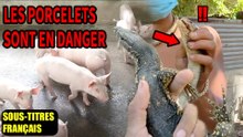 DUO MORTEL : UN VARAN ET UN GROS COBRA MENACENT CES PORCELETS ! CHASSE AU COBRA | Sous-titres français