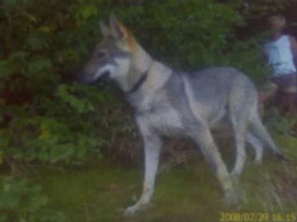 CHIEN LOUP