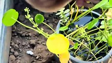 本來想讓我家小鼴鼠幫忙挖坑種綠植，結果這小傢伙挖著挖著，居然把自己
