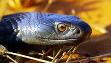 Mongoose vs cobra