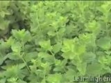 Lemon Balm Herb: Melissa officinalis