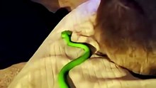 🔥 Top Amazing Moments 💯 top top funny pets