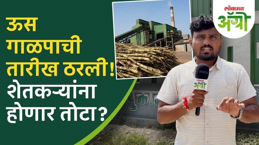 Sugar Factory : ऊस गाळप १५ ऑक्टोबरपासून होणार सुरू! पण काय होणार तोटा?