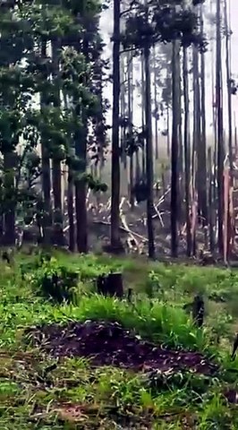 Tornado Paraná