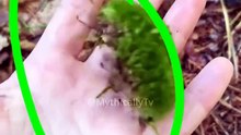 3 Super Unlucky Animals In The World