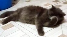 funny cat video 2026😼❤️ #cat #funny #pets