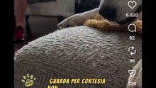 Animali doppiati