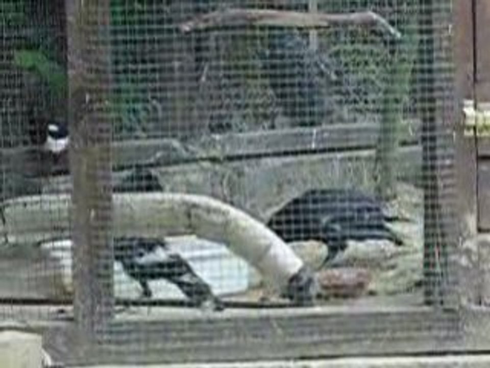 Mistinguette ,Gaia, Morrigan, Delta et Pienut