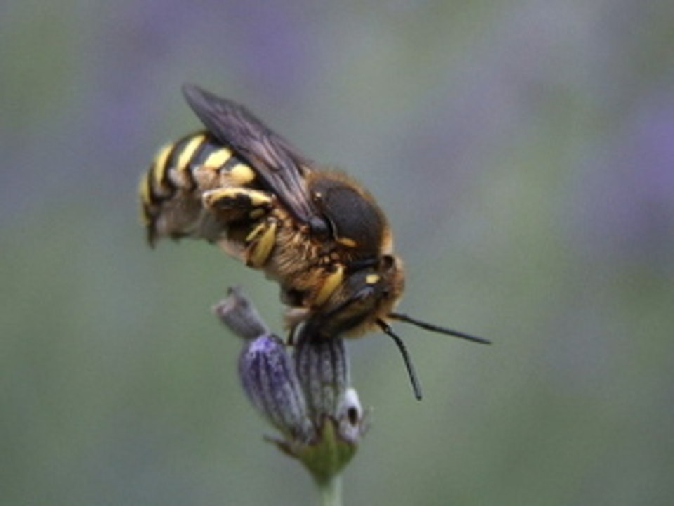 Voyage Entomologique