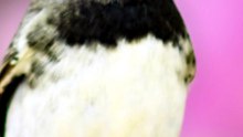 PAPACAPIM: ESSE PEQUENO PASSARINHO VIVE EM VÁRIOS PAÍSES! 🐦🌎 #Papacapim #SporophilaNigricollis #AvesDoBrasil #Passaros #Curiosidades