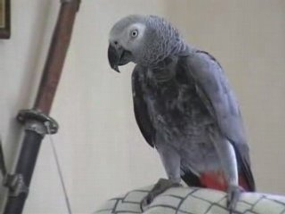 Oui allo comment tu vas