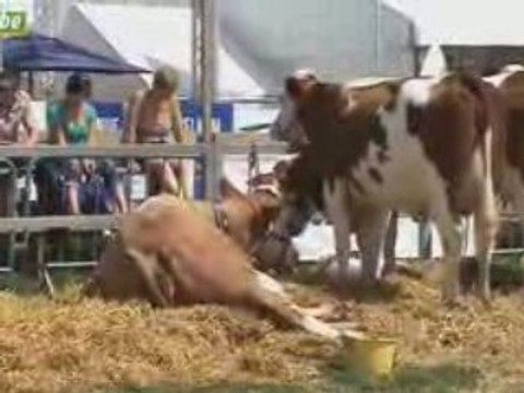 Actu24 - Foire de Libramont - Le best of