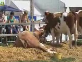 Actu24 - Foire de Libramont - Le best of