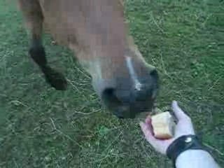 Pourquoi il me suit ce poney?