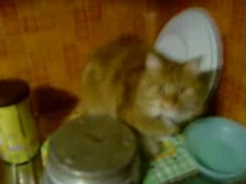 Video-0001(15)