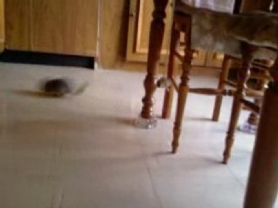 Video-0002(5)
