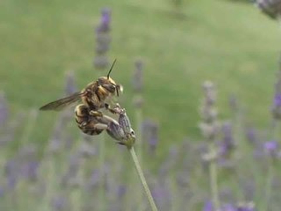 Voyage Entomologique HD