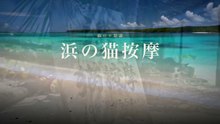 南の島で猫にほぐしてもらう5分間｜浜の猫按摩