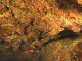 mauritius  pointe wahoo