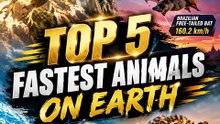 TOP 5 FASTEST ANIMALS ON EARTH 🐆🦅 | Animals That Move at Insane Speeds!