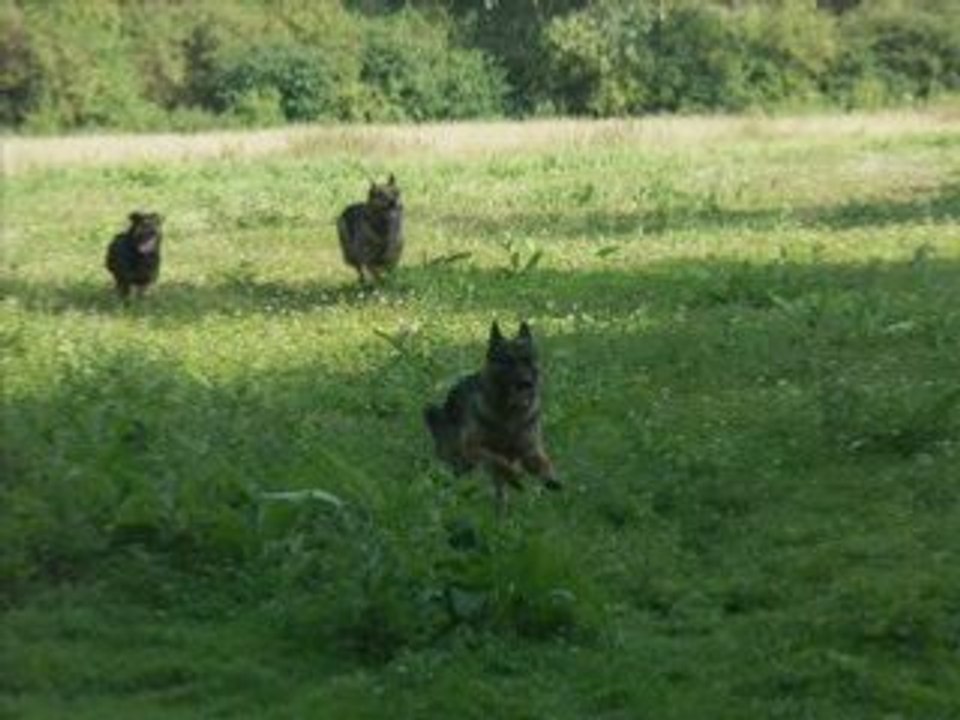 Balade chiens 10