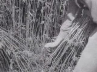 Ironic WWII Marijuana Promotion Film: Hemp For Victory!