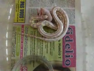 Nourrissage de Lampropeltis getulus californiae banane améla