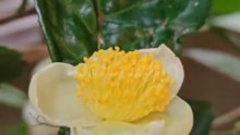Cây chè - Camellia Sinensis