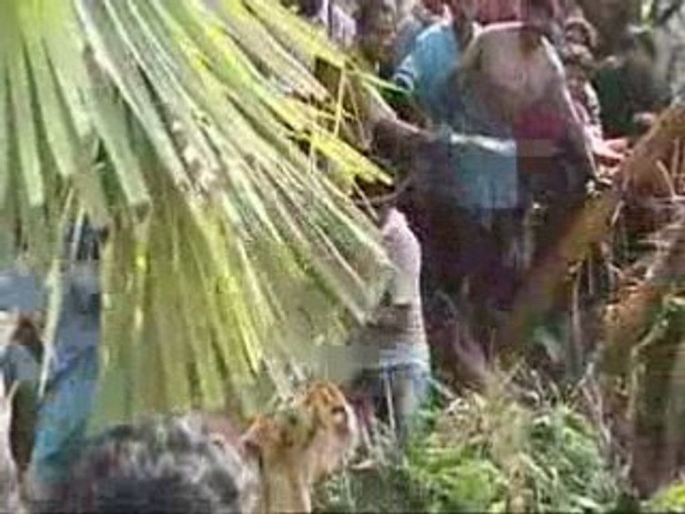 Untamed & Uncut - Tiger Up a Tree