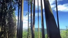 ¿Por qué estos árboles se caen uno tras otro?