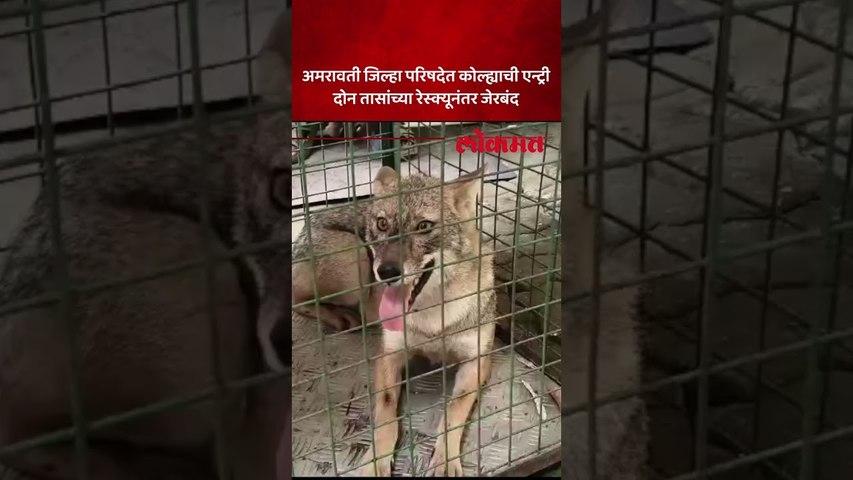 अमरावती जिल्ह्यात वाघ आणि वाघिणीनंतर आता कोल्ह्याची दहशत.. | Amravati Fox Terror