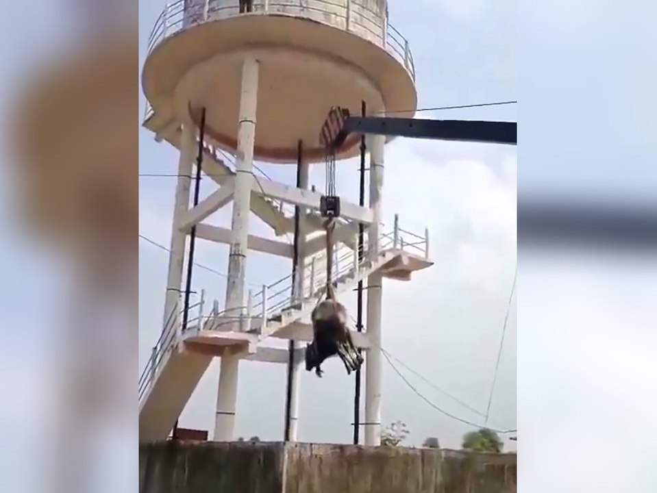 Kran pflückt ausgebüxten bullen von 15-meter-turm