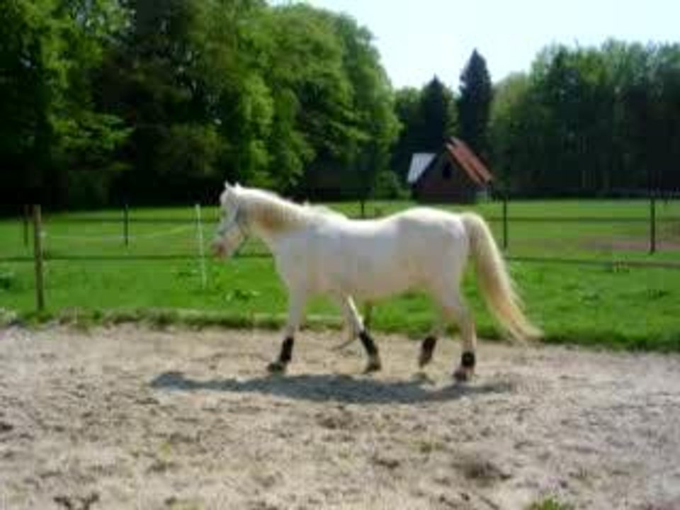 video gero pas 05.06