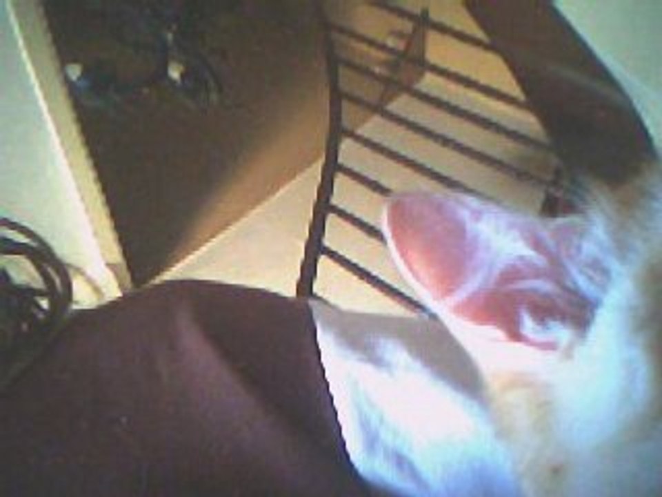 mon chat