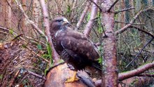 Hidden Forest Camera in France Captures Badgers, Wild Cat, Pine Marten and More