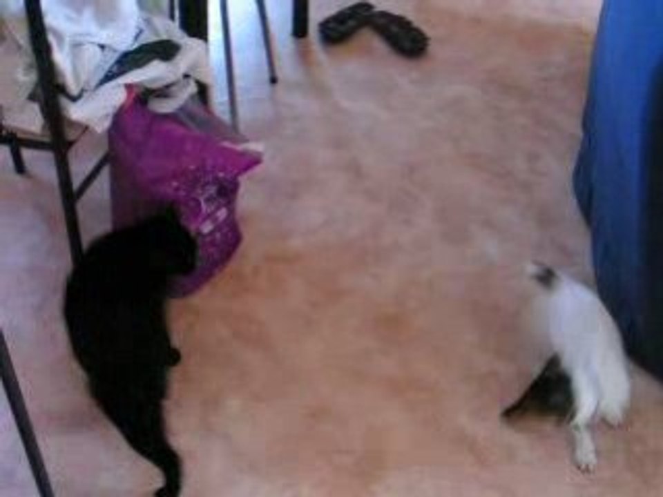 Dolly et Réglisse jouent