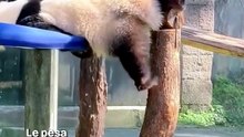 ¿Por qué madrugar cuesta tanto? Explicado con ositos panda
