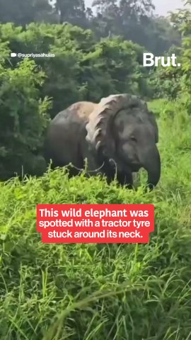 Elephant gets a tractor tyre stuck around its neck.