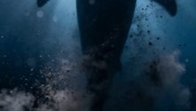 Será que Nessie existe? As evidências mais perturbadoras